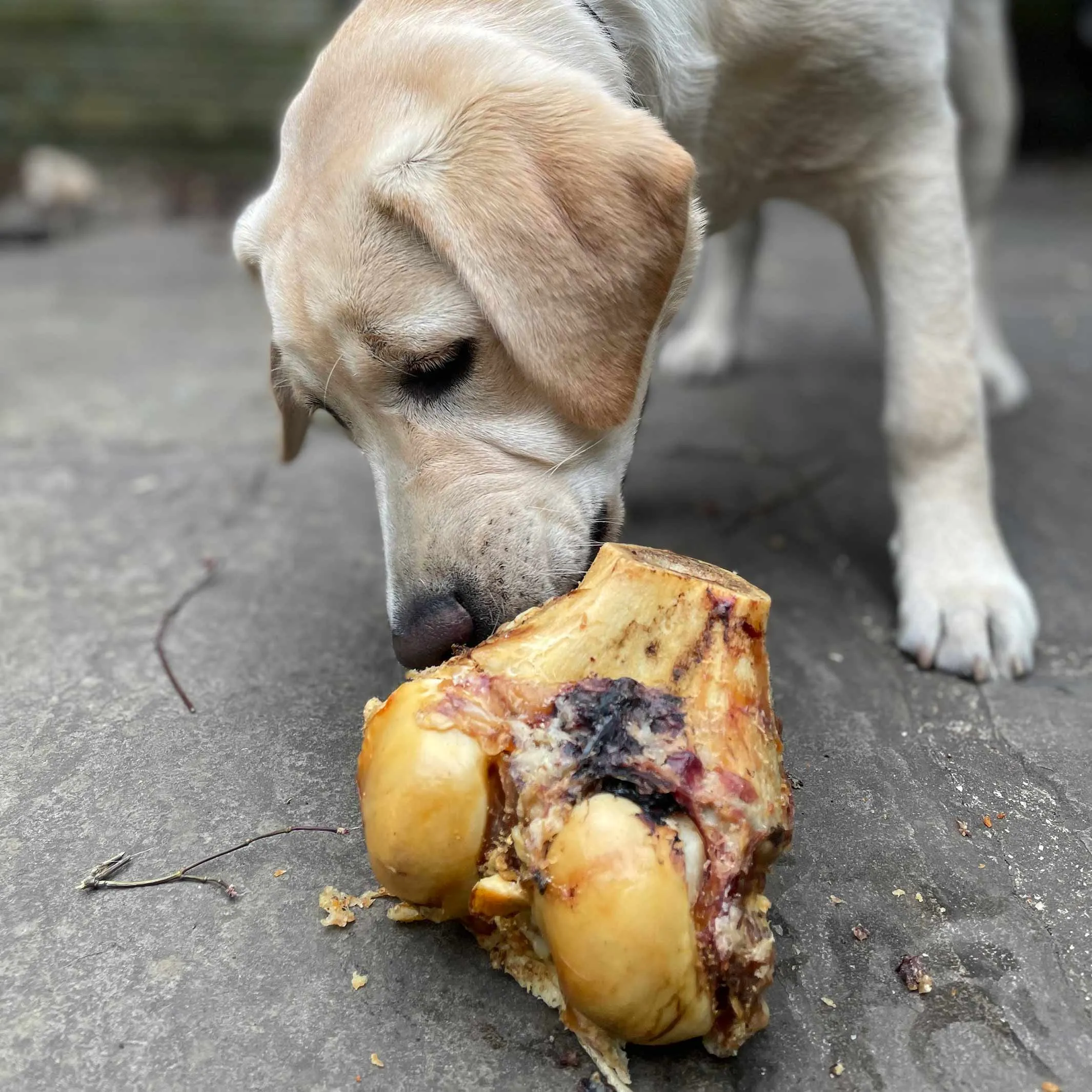 Roasted Knuckle Bone Dog Treats