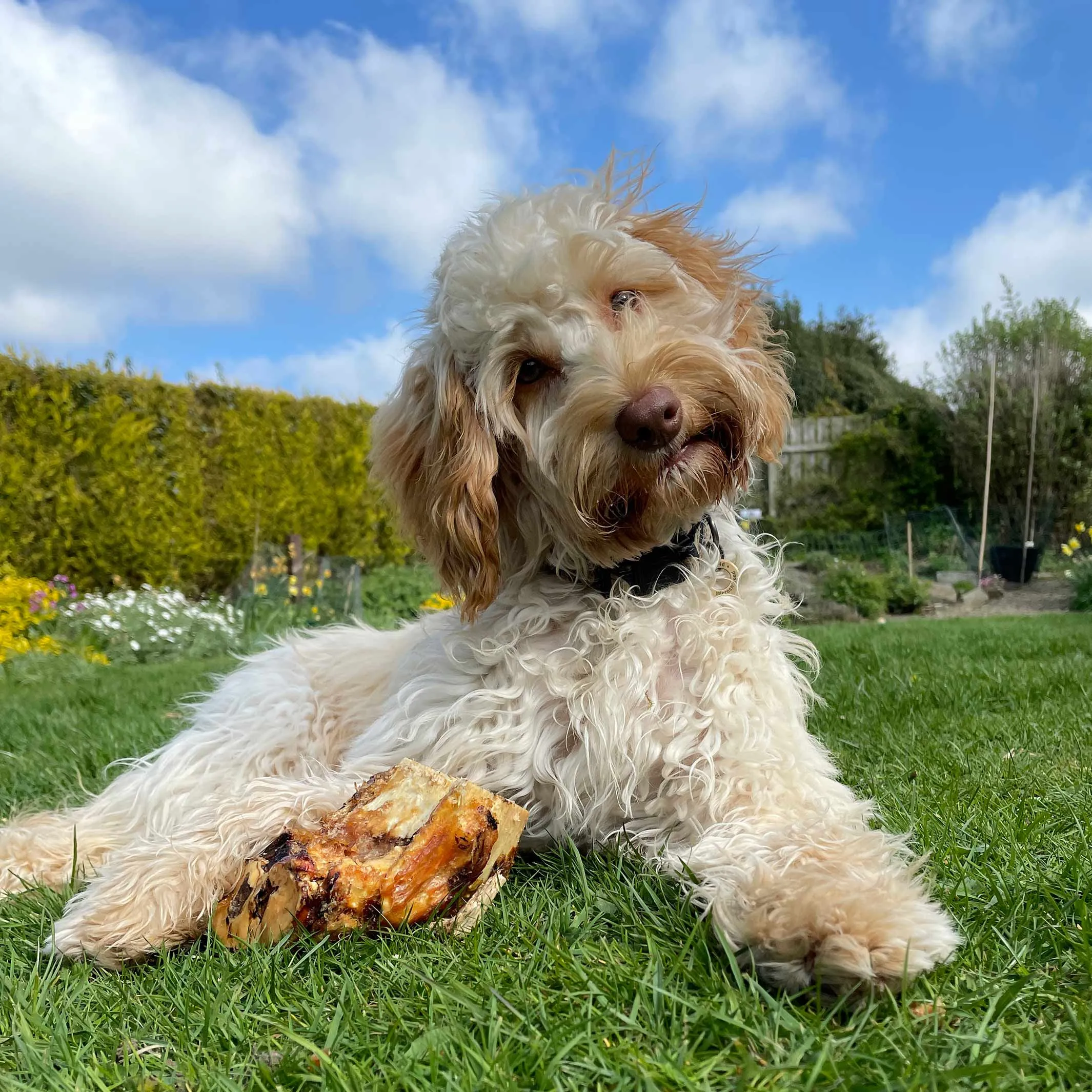 Roasted Knuckle Bone Dog Treats