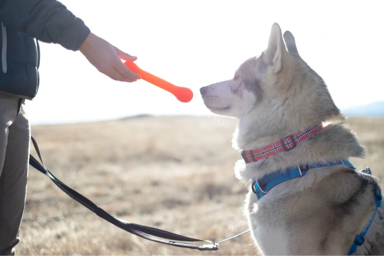 The Treat Bone