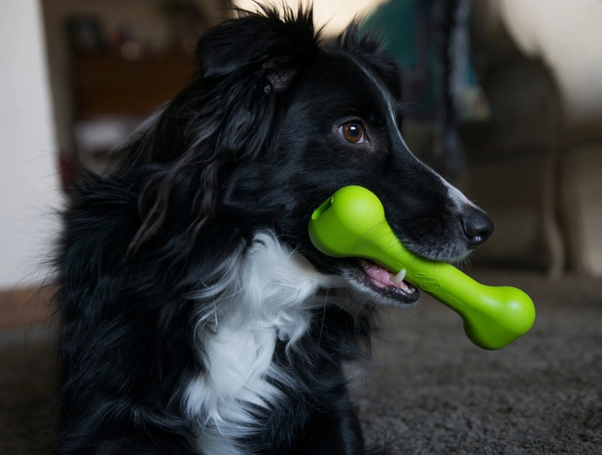 The Treat Bone